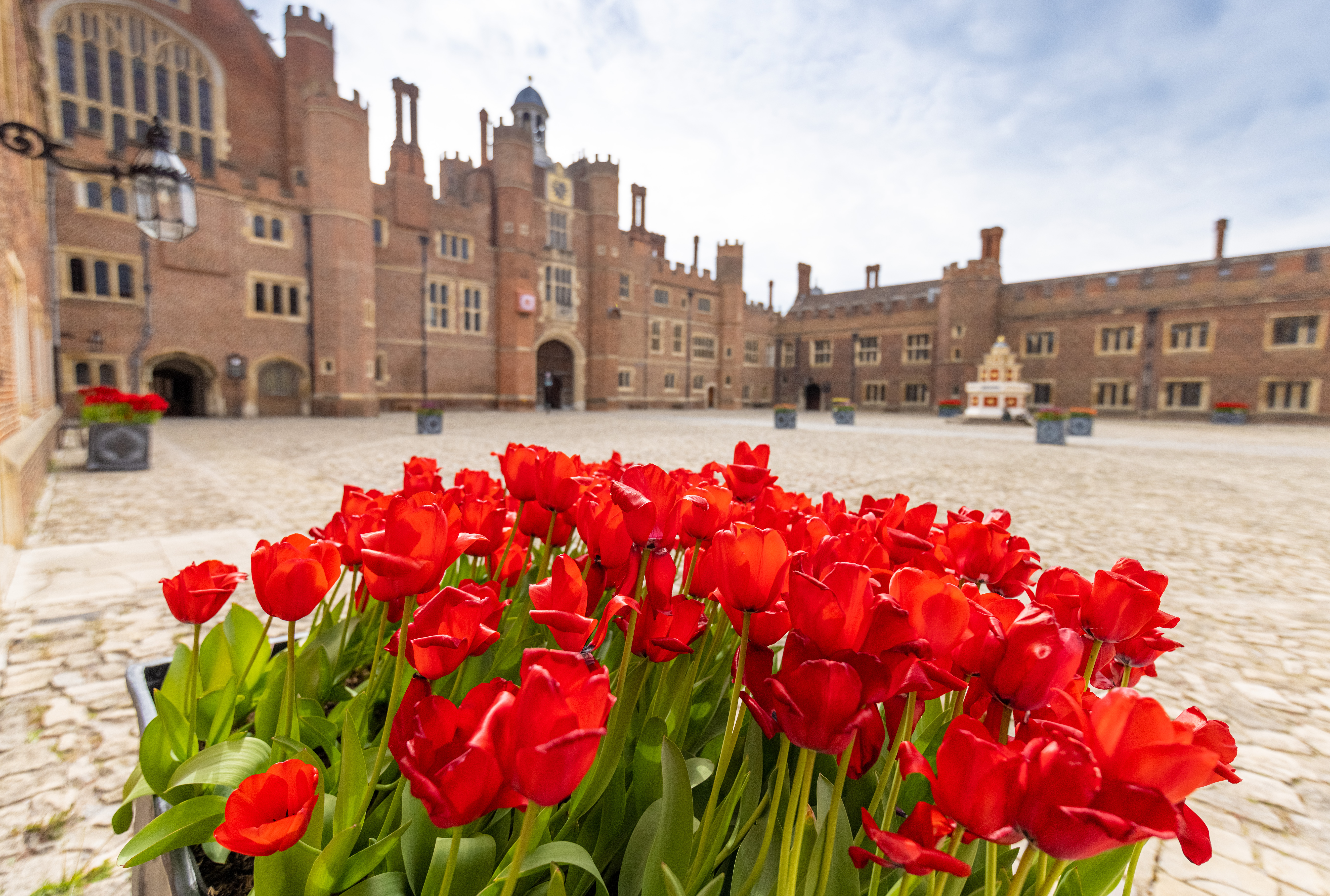 Rote Tulpen Nahaufnahme mit Hofinnengelände in London