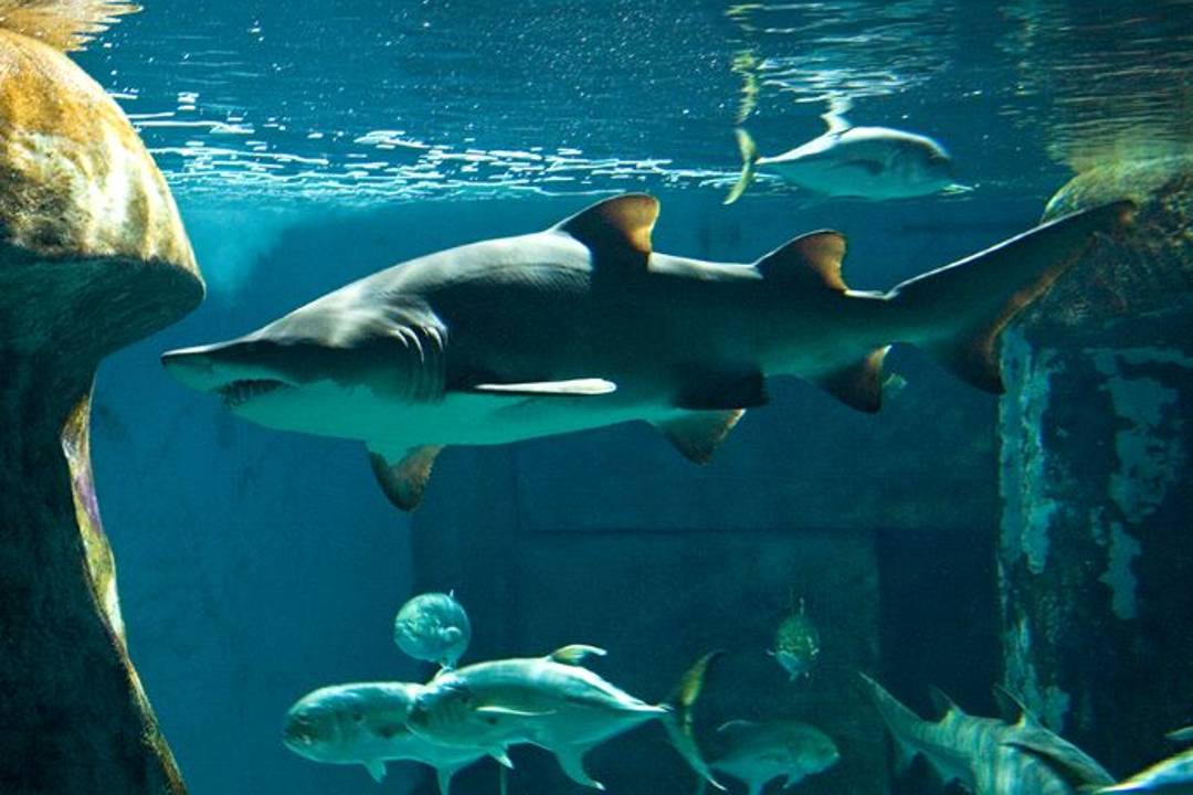 SEA LIFE London Aquarium