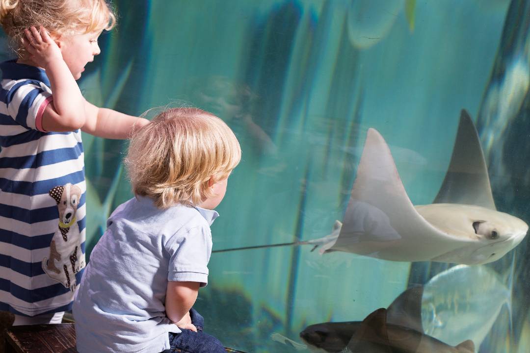 SEA LIFE London Aquarium